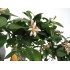 CITRUS LIMON M20 - LEMON MEYER