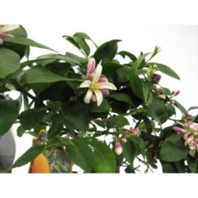 CITRUS LIMON M20 - LEMON MEYER