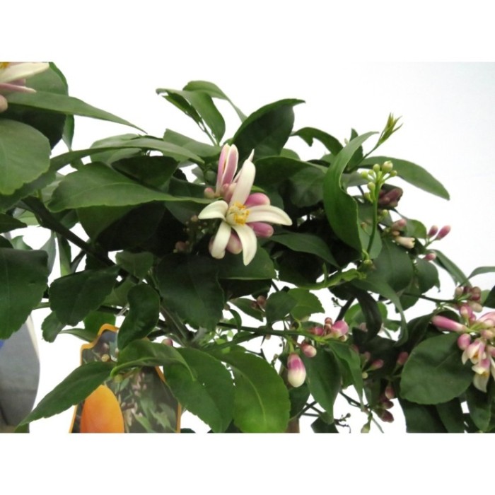 CITRUS LIMON M20 - LEMON MEYER