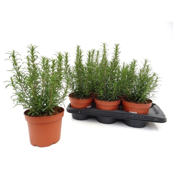 ROSMARINUS OFFICINALIS M17