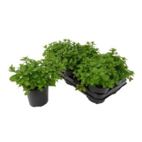 MENTHA SPICATA M14
