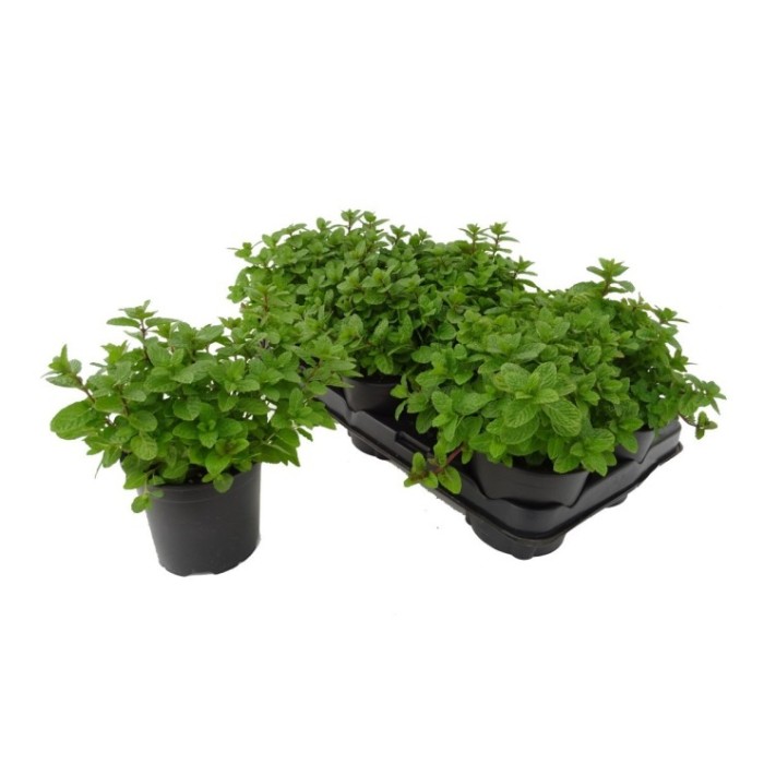 MENTHA SPICATA M14