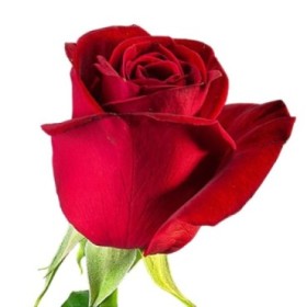 ROSA COLOMBIA, 80cm. x25 vermell FREEDOM