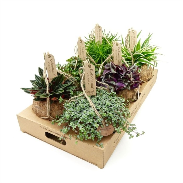 PLANTA VERDE MIX EN KOKODAMA M15