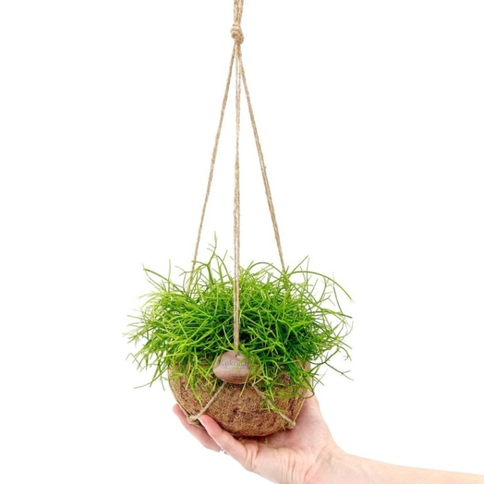 PLANTA VERDE MIX EN KOKODAMA M15