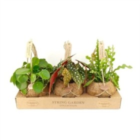 PLANTA VERDE MIX EN KOKODAMA M17