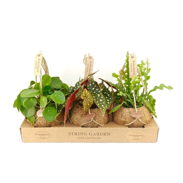 PLANTA VERDE MIX EN KOKODAMA M17