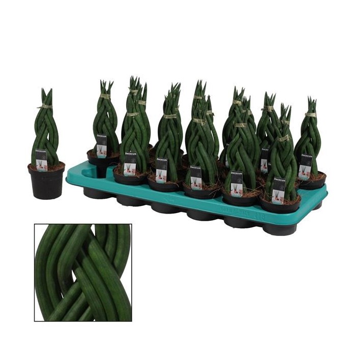 SANSIVIERIA CILINDRICA M 9 BRAID