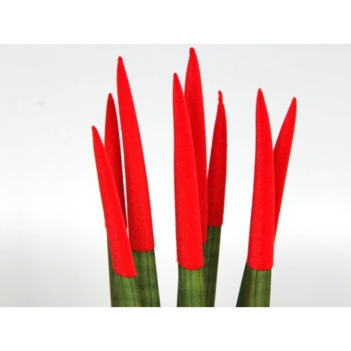 SANSIVIERIA CILINDRICA M12 VELVET MIX