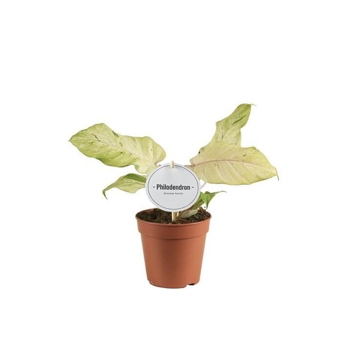 PHILODENDRON  M12 SNOWDRIFT
