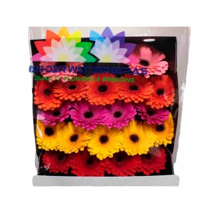 FLOR, GERMINI Ho. X 20 tiges.