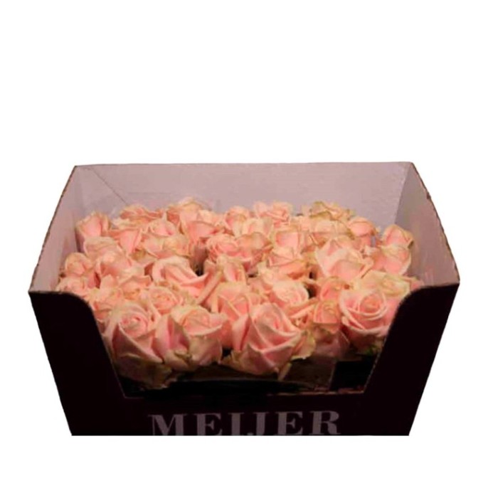 FLOR, ROSA HO. SWEET AVALANCHE 60cm. x10