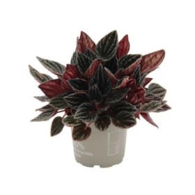 PEPEROMIA  M11 MONTEVIDEO