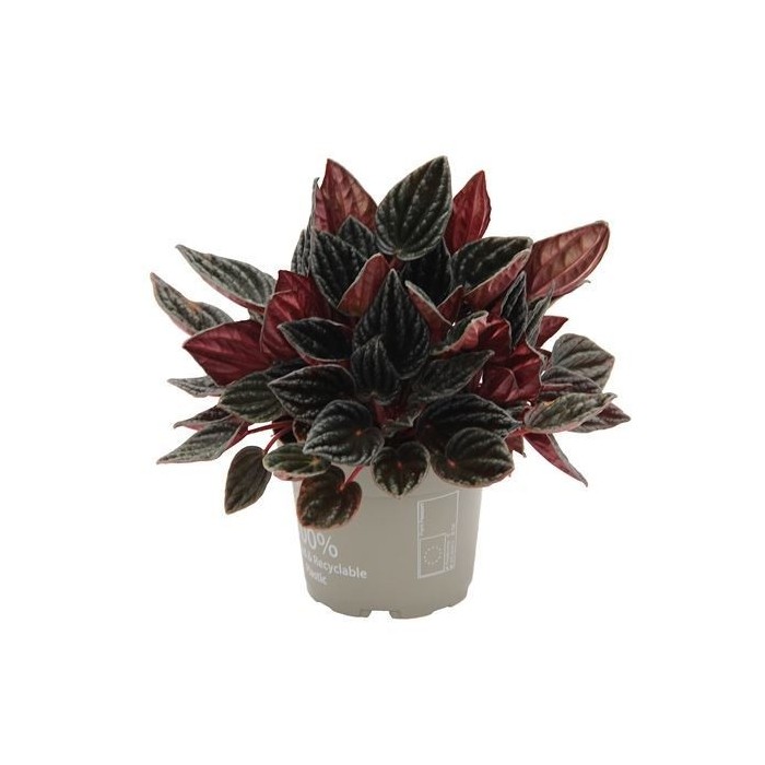 PEPEROMIA  M11 MONTEVIDEO
