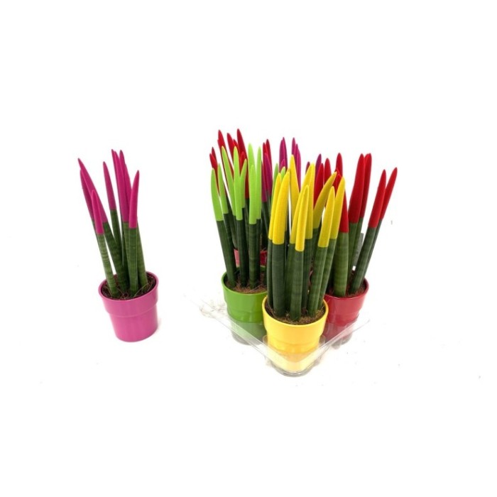 SANSIVIERIA CILINDRICA M12 VELVET MIX CERAMICA