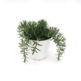 ROSMARINUS PROSTRATUS M13