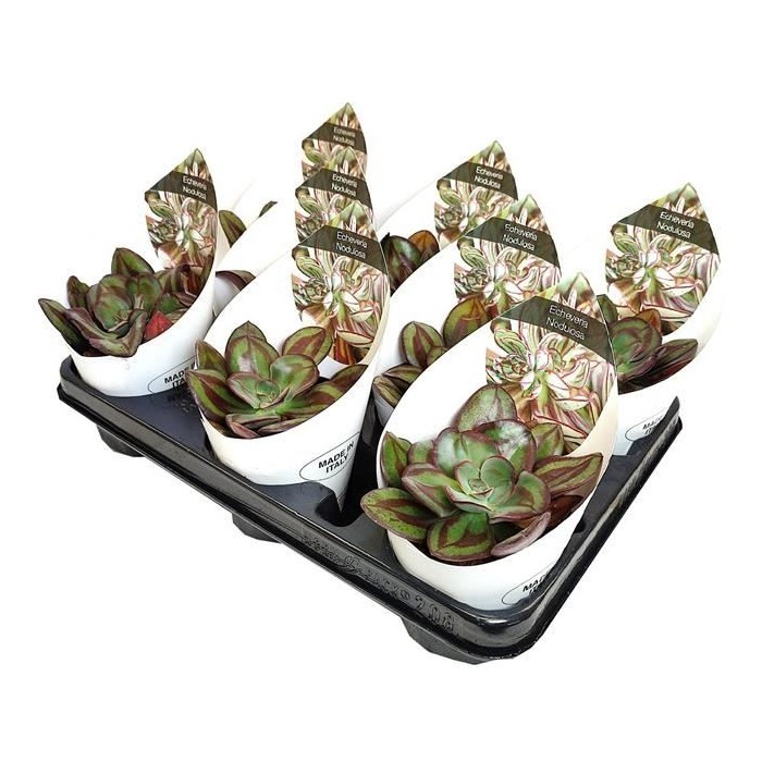 ECHEVERIA  M10 Nodulosa