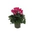 CYCLAMEN INDIAKA M14 - ETIQUETA