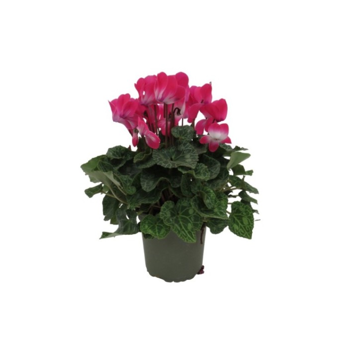 CYCLAMEN INDIAKA M14 - ETIQUETA