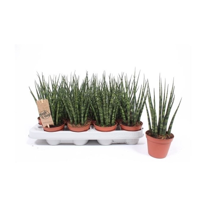 SANSEVIERIA FERNWOOD MIKADO M 9