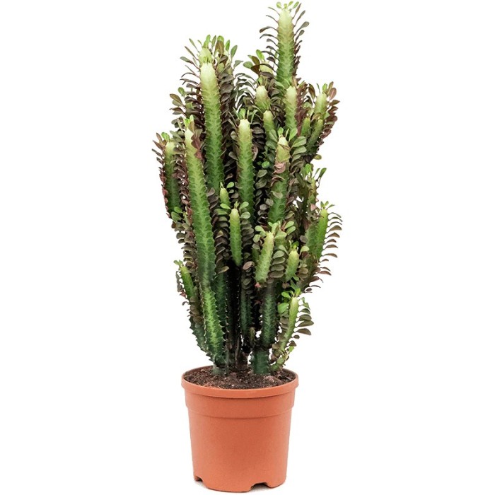 EUPHORBIA TRIGONA M25