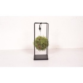 TILLANDSIA SUELTA DESIGN MAGIC BALL