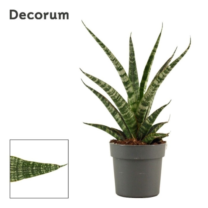SANSEVIERIA M12 H17 TIGER CROWN