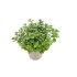 MENTHA SPICATA  M14 ROMA SEPIA MULTIMENTA