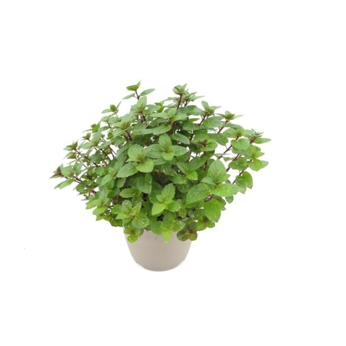 MENTHA SPICATA  M14 ROMA SEPIA MULTIMENTA
