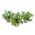 MENTHA SPICATA  M14 ROMA SEPIA MULTIMENTA