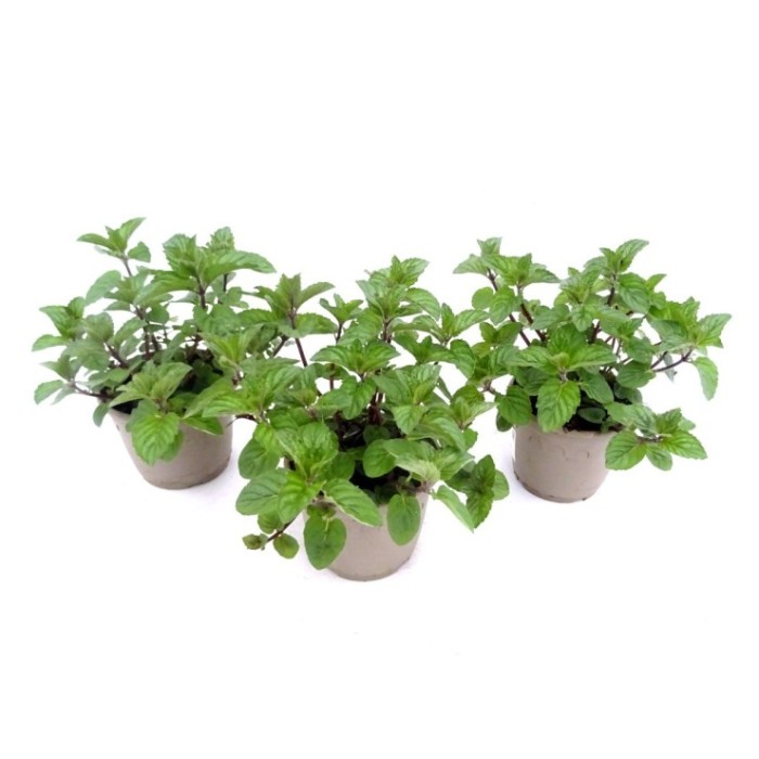MENTHA SPICATA  M14 ROMA SEPIA MULTIMENTA