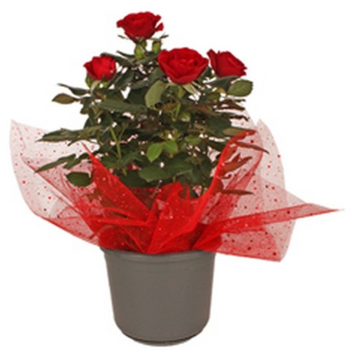 HOJA MALLA mesh 40X40 ROJA GLITTER 100un