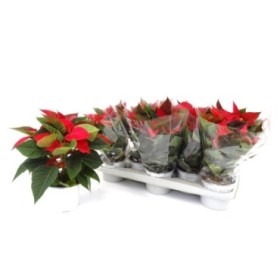 POINSETTIA   M12 RED
