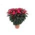 POINSETTIA   M40 RED Deco Terracota