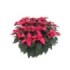POINSETTIA   M40 RED Deco Terracota