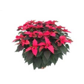 POINSETTIA   M40 RED Deco Terracota