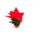POINSETTIA   M 7  ROJA