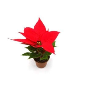 POINSETTIA   M 7  VERMELLA