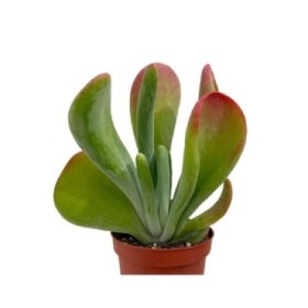 KALANCHOE ORICULA M8,5
