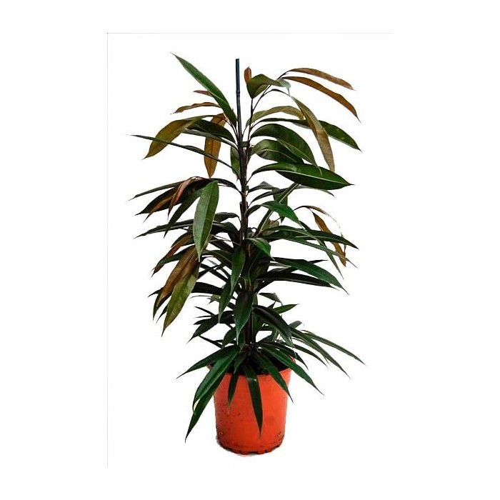 FICUS AMSTEL KING  M17- 90cm.