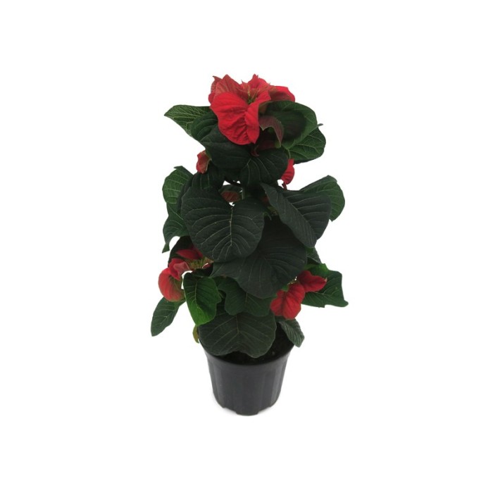 POINSETTIA   M14 WINTER ROSE UNIFLORA