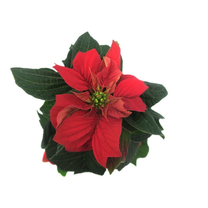 POINSETTIA   M14 WINTER ROSE UNIFLORA