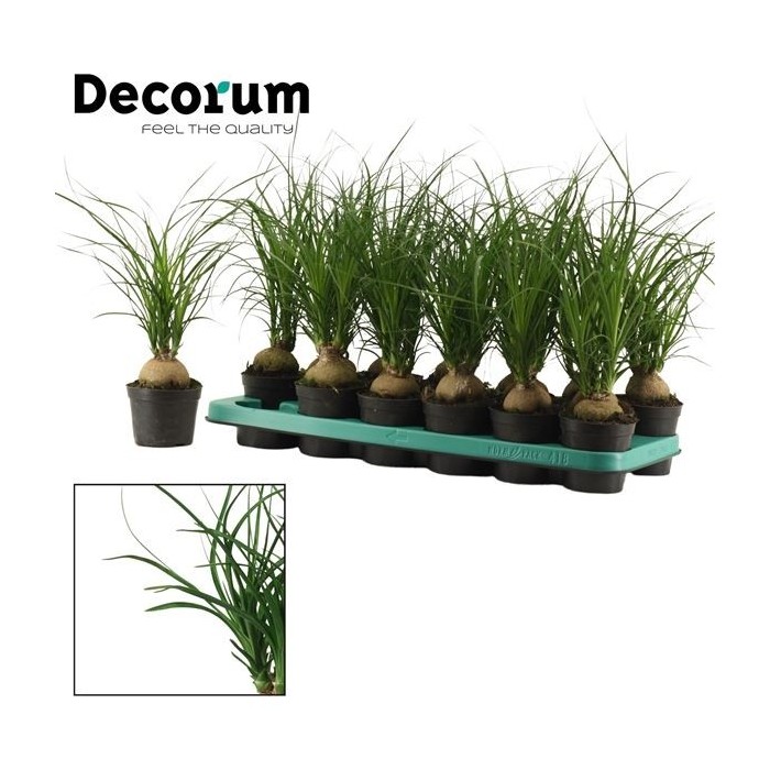 NOLINA  M 9 MINI (beaucarnea)