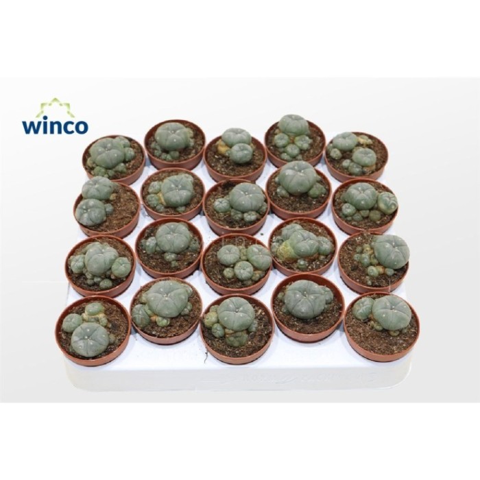 LOPHOPHORA WILLIAMSII M 5 H12  Peyote