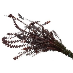 VERDS, EUCALIPTO GUNNI TENYIT