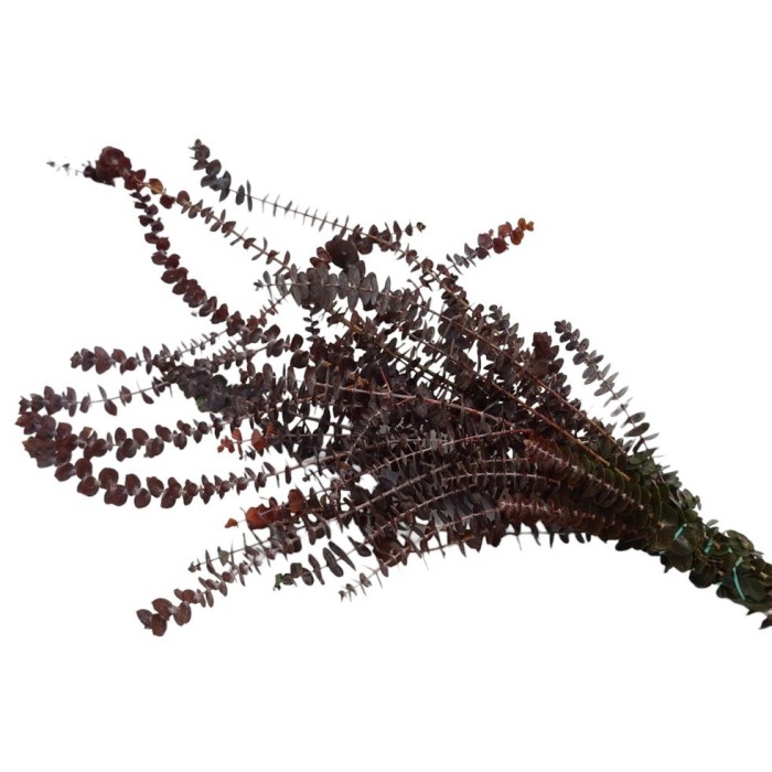 VERDS, EUCALIPTO GUNNI TENYIT