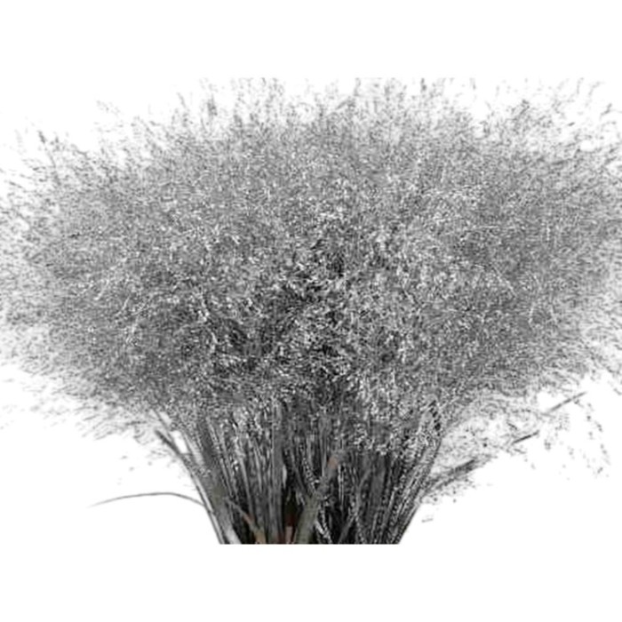 FLOR, PANIC FOUNTAIN plata/or 100cm. x10 tiges.