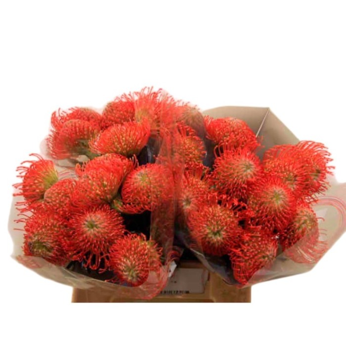 FLOR, NUTAN MIX 40/50cm x5 tiges