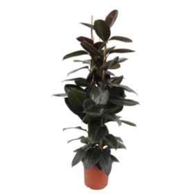 FICUS ROBUSTA ABDIJAN, 3 plantes M35-180cm.