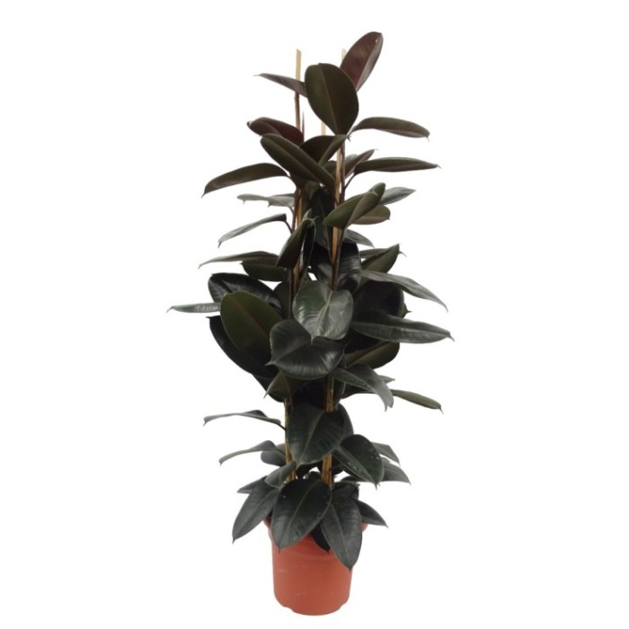 FICUS ROBUSTA ABDIJAN, 3 plantes M35-180cm.